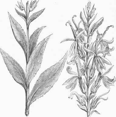 Lobelia cardinalis.