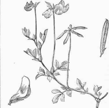 Lotus corniculatus.