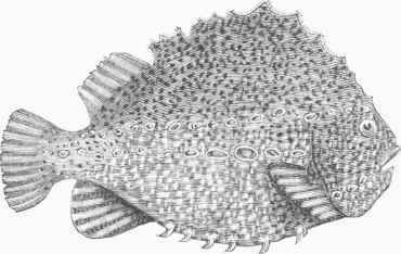 Lump Fish (Cyclopterus lumpus).