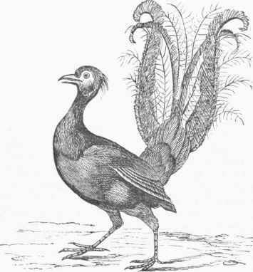 Lyre Bird (Menura superba).