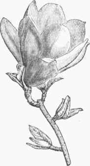 Magnolia conspicua.