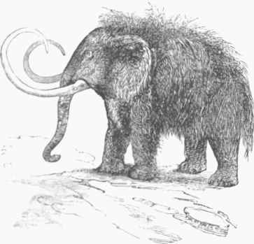 Mammoth (Elephoa primigenius).