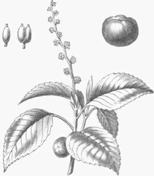 Manchineol.