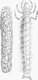 Mayfly Larva and case.
