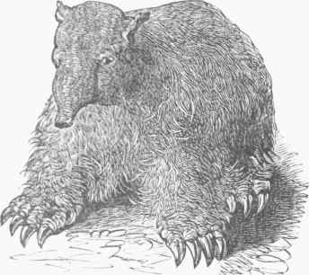 Megatheriutn (restored).