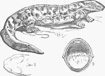 Menopoma Allegkaniense. 1. Head. 2. Mouth.