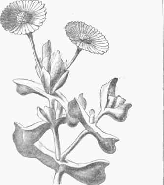 Mesembryanthemum dolabriforme.