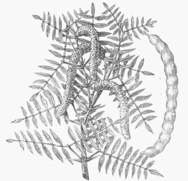 Mezquite (Prosopis glandulosa).