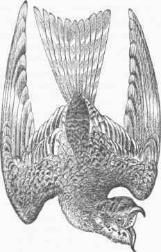 Night Hawk (Chordeiles Virginianus).