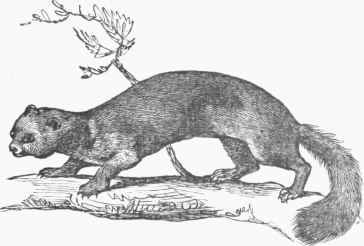 Pine Marten (Mustela Americana).