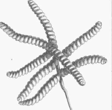 Screw Pod of Mezquite.