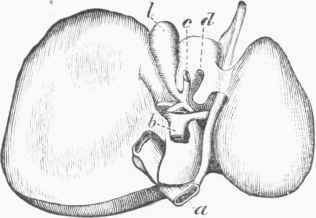 The Liver viewed from below