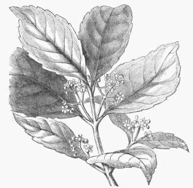 Yerba Mate (Ilex Paraguayensis).