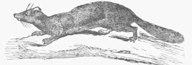 American Mink (Putorius vison).