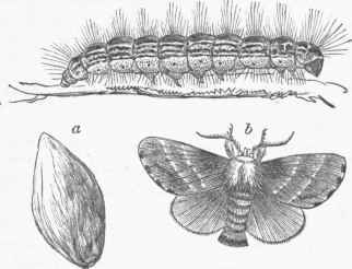 American Tent Caterpillar (Clisiocampa Americana). a. Cocoon, b. Moth.