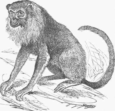 Araguato (Mycetes ursinus).
