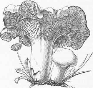 Chantarelle (Cantharellus cibarius).