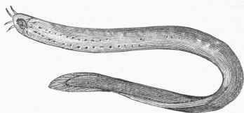 Common Myxine (Myxine glutinosa).