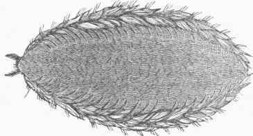 Common Sea Mouse (Aphrodita aeuleata).
