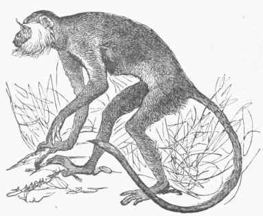 Entellus (Semnopithecus entellus).