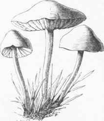 Fairy Ring Champignon (Marasmius oreados).