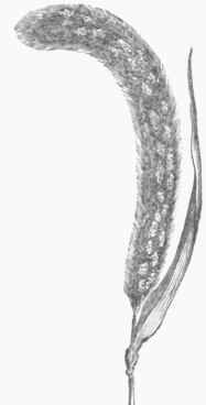 Hungarian Millet (Setaria Germanica).