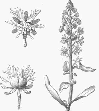 Mignonette (Keseda odorata).