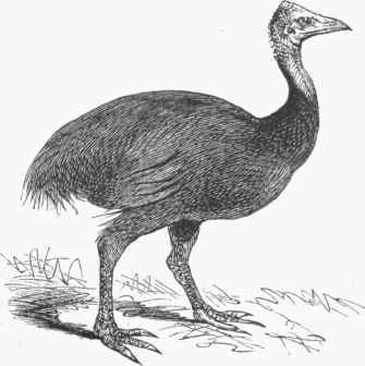 Mooruk (Casuarius Bennetti).