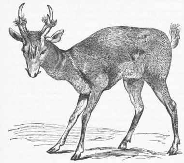 Muntjac (Cervulus vaginalis).