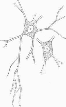Nerve Cells from the Retina of the Ox, magnified 350 times.