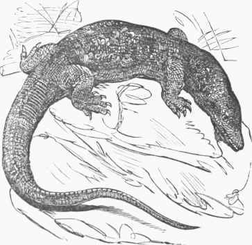 Nilotic Monitor (Varanus Niloticus).