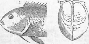 1. Head of Parrot Fish. 2. Jaws, natural size.