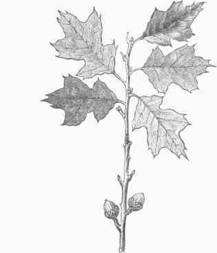 Bear or Black Scrub Oak (Quercus ilicifolia).