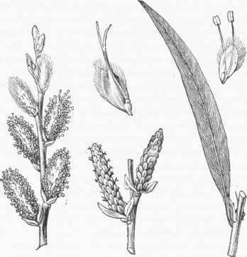 Common Osier (Salix viminalis). Staminato and Pistillate Catkins and Flowers.