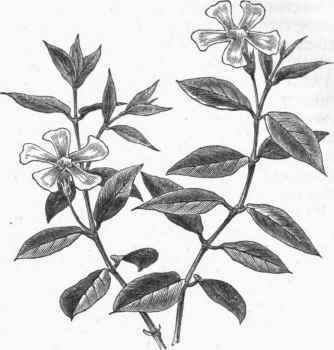 Common Periwinkle (Vinca minor).