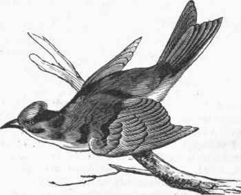 Common Pewee (Sayornis fuscus).