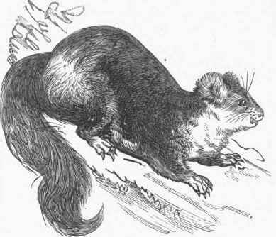 Flying Phalanger (Petaurus taguanoides).