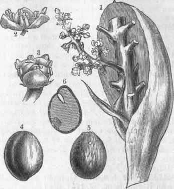 Inflorescence and Fruit of Palm.