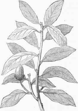 Live Oak (Quercus virens).