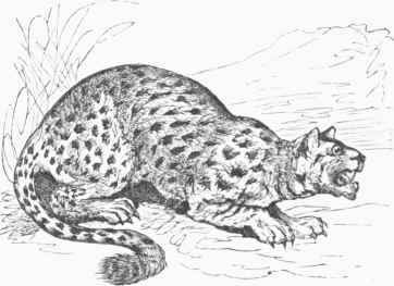 Margay (Felis tigrina).