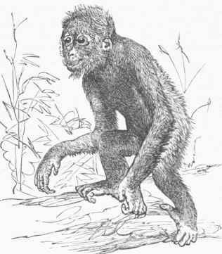 Orang outang (Pithecus satyrus).
