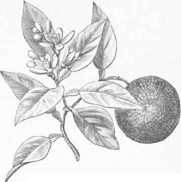 Orange (Citrus aurantium).