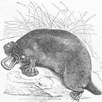 Ornitkorhynchus paradoxus.