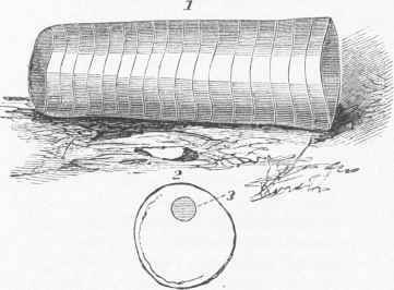 Ortboceras explorator.