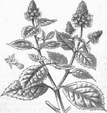 Patchouli (Fogostemon patchouly).