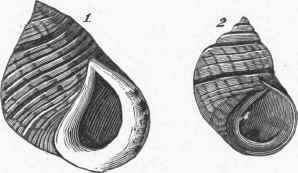Periwinkle.   1. Littorina littorea. 2. Littorina rudis.