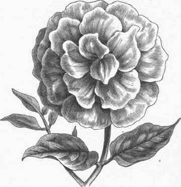 Petunia Double flowered.