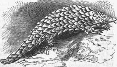 Short tailed Pangolin (Manis pentadactyla).