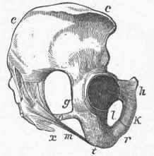 Side View of Eight Os Innominatum.