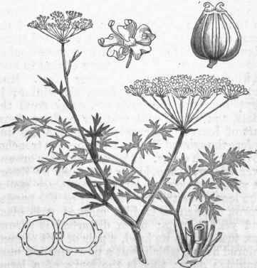 Single or Wild Parsley (Carum petroselinum).